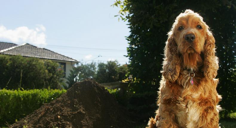 Dogs born into large litters might be more prone to hoarding and burying because they had to compete for resources as a pup.Kolbz/Getty Images