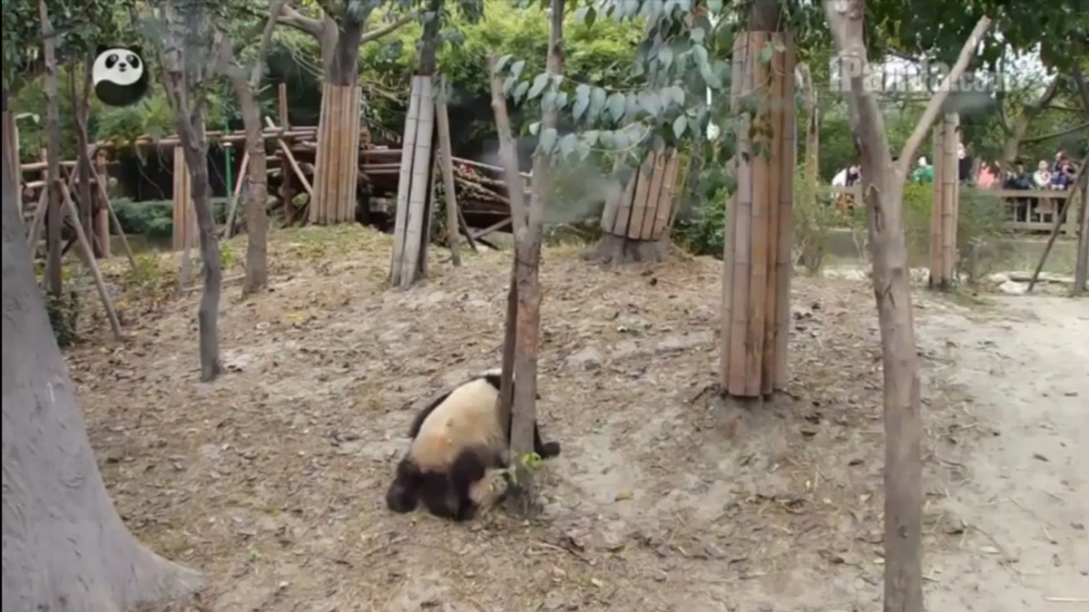 590817_ipanda-foto-youtube-liveleak