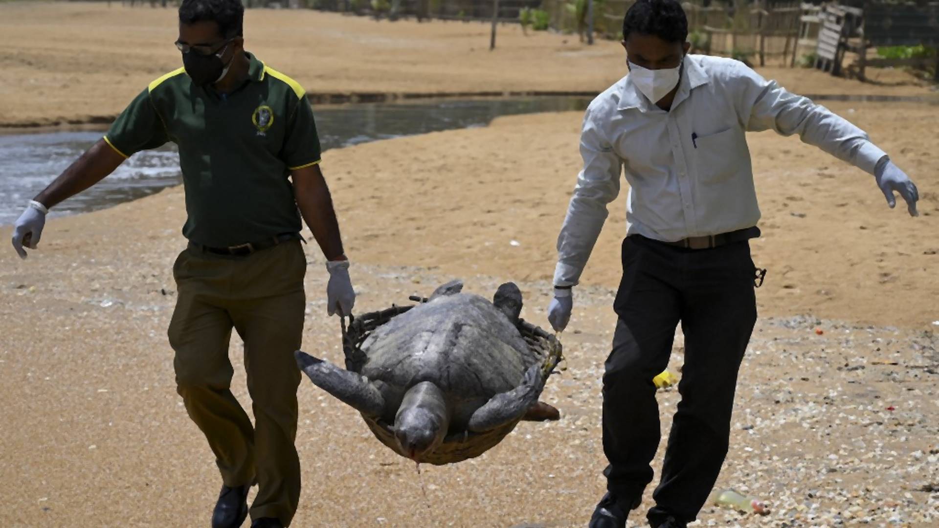 Dramat Sri Lanki. Morze wyrzuciło na brzeg setki ciał żółwi i delfinów