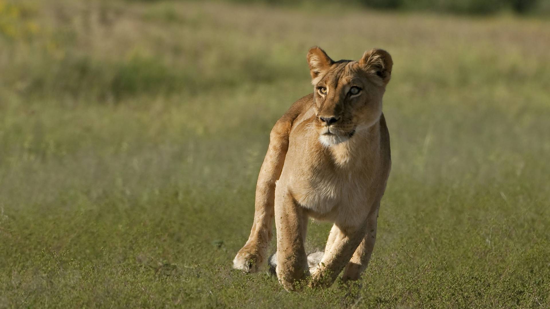 Ljudi bez treptaja gledaju snimak okršaja lavice i leoparda