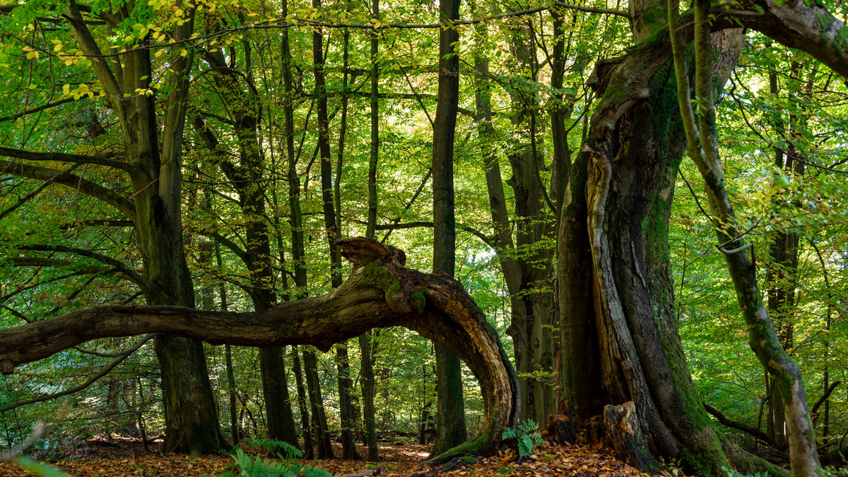Zetną "bajkowy las" braci Grimm. Oburzenie w Niemczech