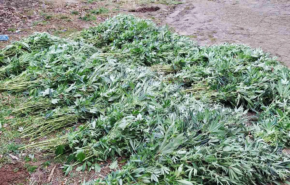 Laboratorija droge u Požarevcu