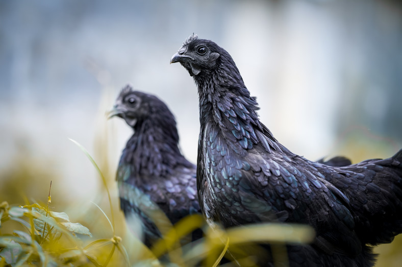 Hodowla Ayam Cemani jest niezwykle wymagającą, dlatego za kurczaka z rodowodem trzeba w Polsce zapłacić nawet kilka tysięcy złotych