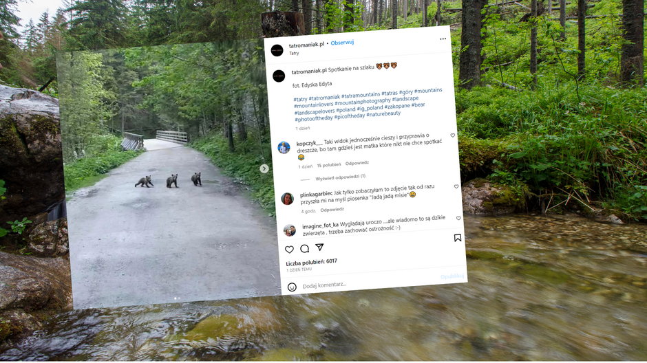 Niedźwiedzica z młodymi na szlaku w Tatrach (Screen: Instagram.com/@tatromaniak.pl)