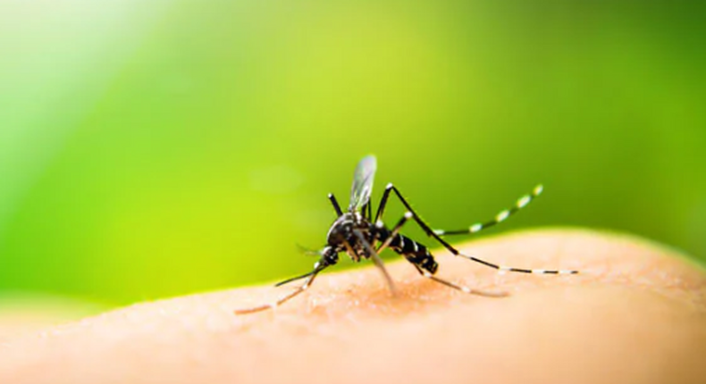 Malaria Parasite: 5 home remedies to get rid of this disease