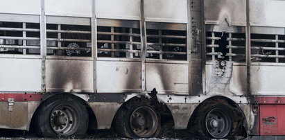 Płonęła ciężarówka pełna bydła. Zginęło osiem byków