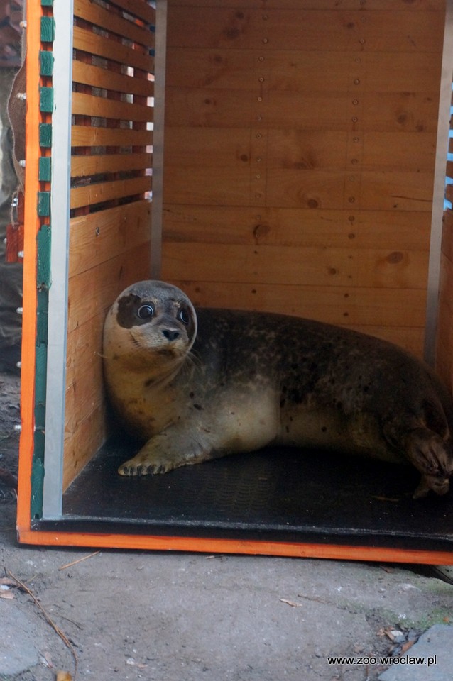 Trzy nowe foki zamieszkały we wrocławskim zoo