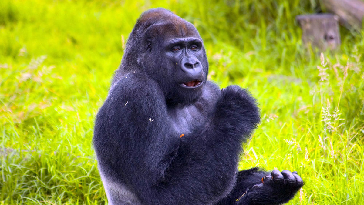 Praskie zoo wyśle do Afryki tuż po świętach siedem ton bajek i innych książek o gorylach. W ten sposób chce przyczynić się do ratowania goryli zachodnich, które są gatunkiem zagrożonym - poinformowała w sobotę rzeczniczka praskiego ogrodu zoologicznego Jana Ptacinska Jiratova.