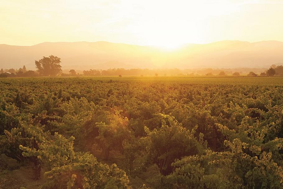 Przemysł winiarski będzie się nadal rozwijał, bo region został wręcz stworzony do produkcji wina