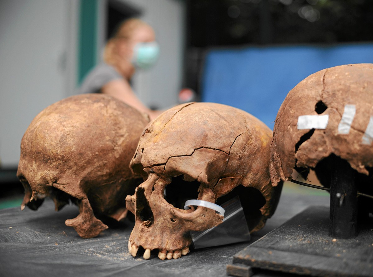 Czaszki ofiar ekshumowanych na Powązkach