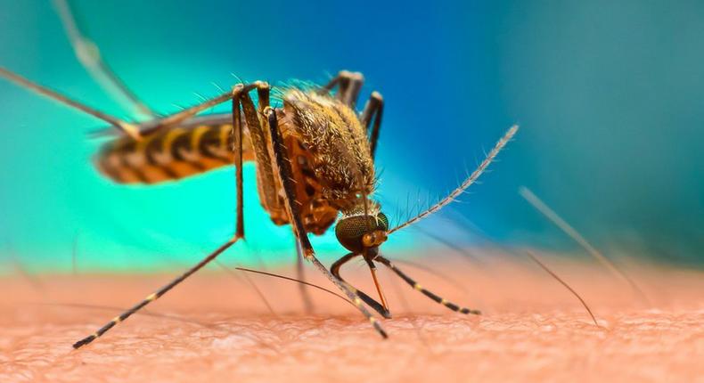 Le monde a connu une hausse du nombre de morts du Paludisme en raison de la pandémie de Covid-19
