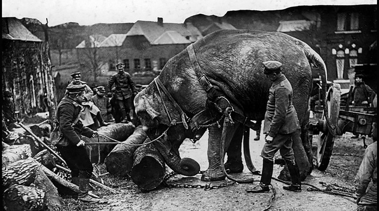 Állatok az első világháborúban / Fotó: Northfoto