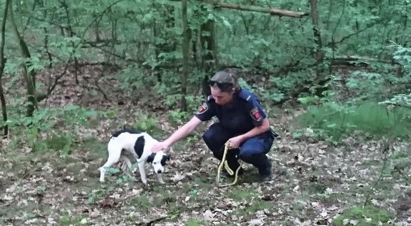 Zostawił w lesie psa na pewną śmierć!