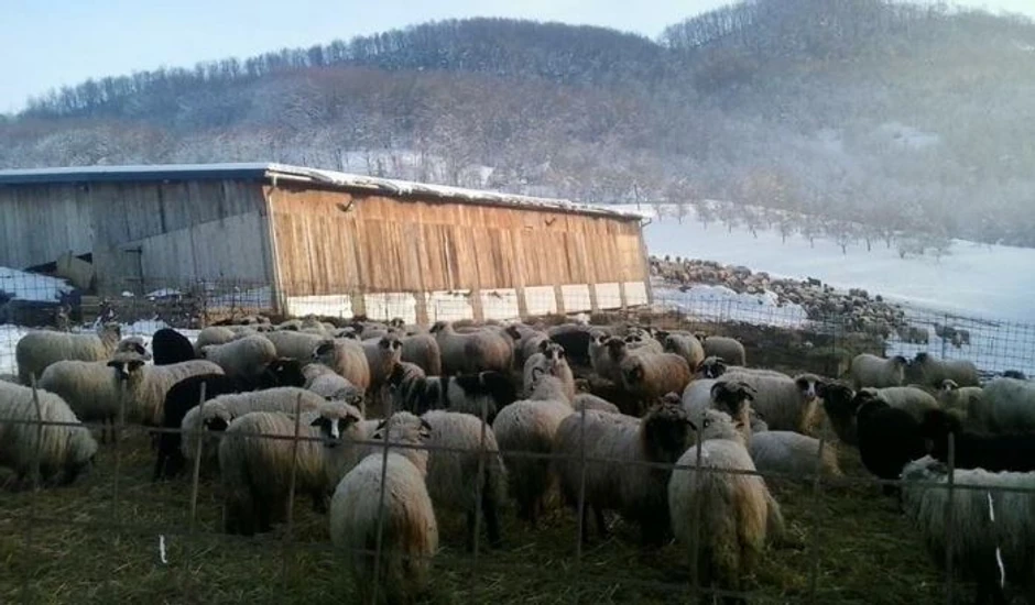 U ovom selu ovaca više nema