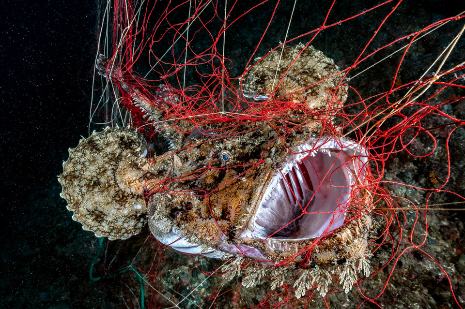 Zwycięzcy 8. Konkursu Fotografii Podwodnej Ocean Art 2019