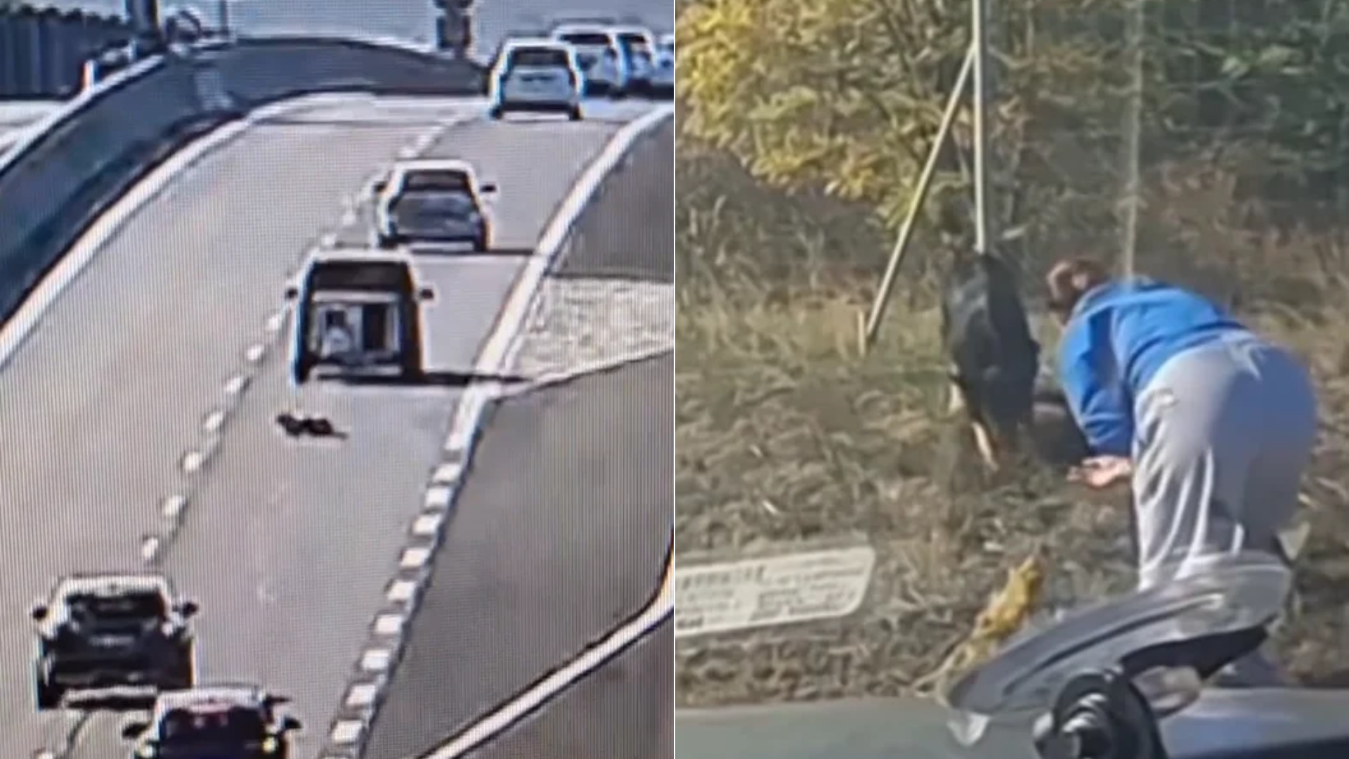 Zranená sučka mala obrovské šťastie.