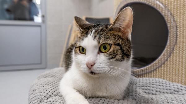 Aby uzyskać upoważnienie na bezpłatne zabiegi, należy zgłosić się ze wskazanymi dokumentami oraz dowodem osobistym do Wydziału Kształtowania Środowiska Urzędu Miasta Krakowa na os. Zgody 2