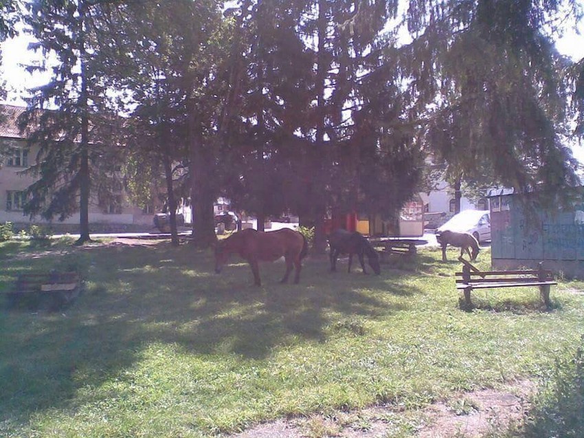 U parku su konji česti gosti