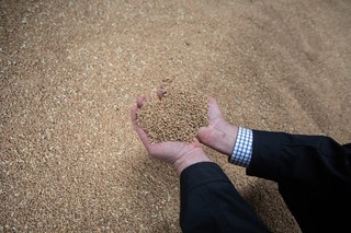 Szkodliwe aspekty embarga na ukraińskie zboże