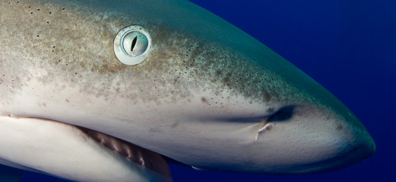 Australia: rekin pogryzł wędkarza, który go złapał
