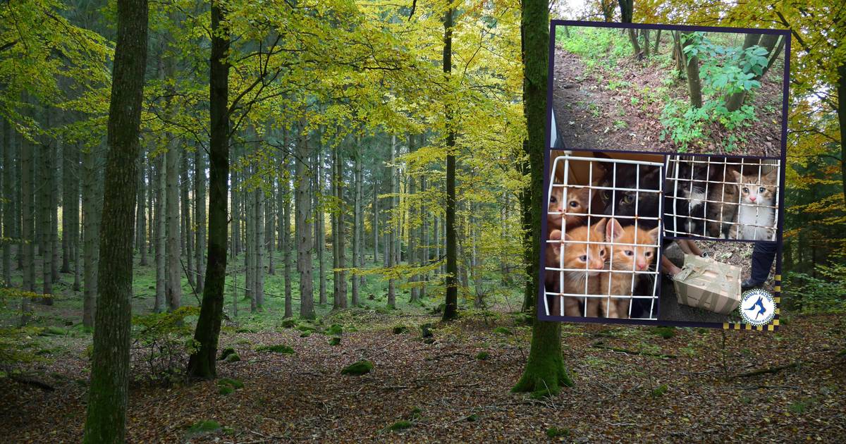 Dramatyczne odkrycie w Łodzi. Pokazali, co znaleźli w zaklejonym pudle. "Potwory"