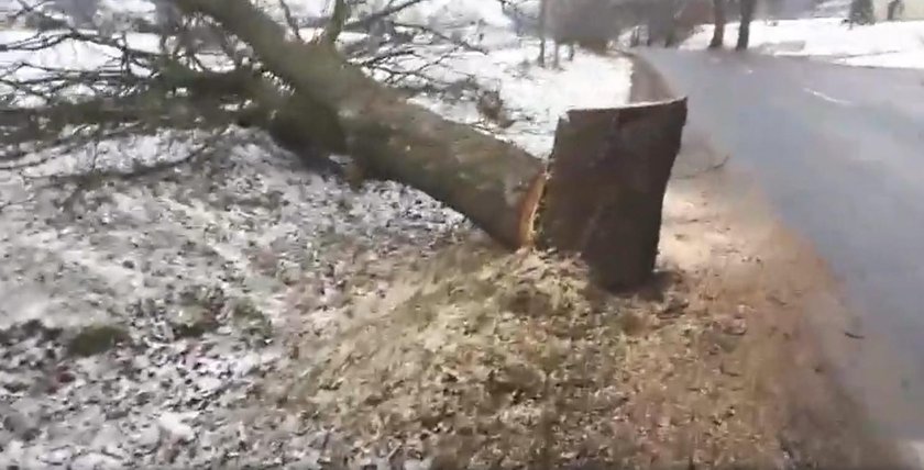 Policja szuka świadków rzezi drzew na Kaszubach.