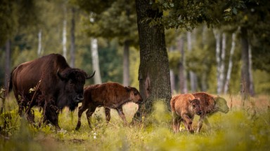 Odstrzały żubrów w Puszczy Boreckiej w latach 2012-2016 zgodne z przepisami