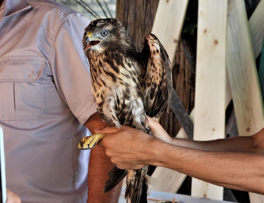 Zbrinute ptice vraćene u prirodu