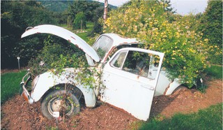 Stare samochody kończą w lesie