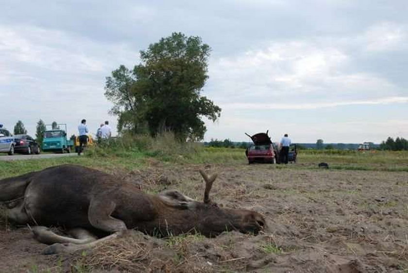 Łoś zabił człowieka. FOTO