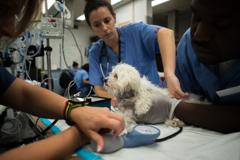 Emergency room veterinarians and technicians tend to Daisy.