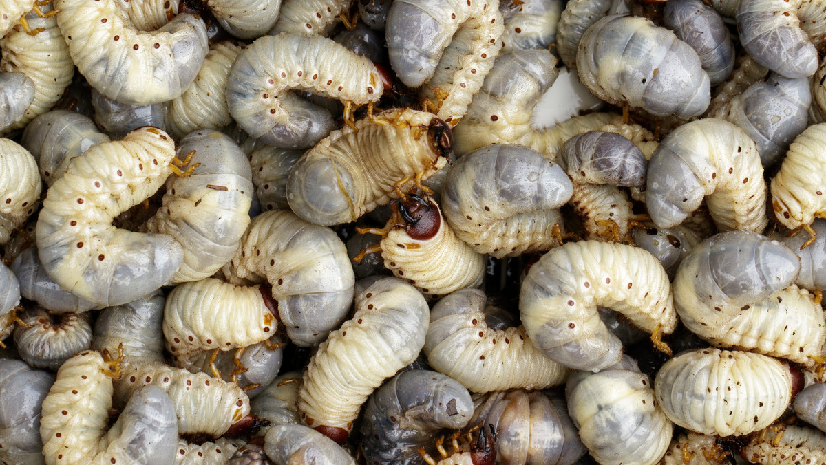 Rada UE podjęła we wtorek decyzję o wpisaniu larwy chrząszcza mącznika młynarka (Tenebrio molitor) do katalogu produktów "nowej żywności". Suszone żółte robaki mogą być wkrótce dostępne w sklepach w całości, bądź w postaci sproszkowanej, jako składnik makaronu, ciastek czy ekologicznych kotletów.