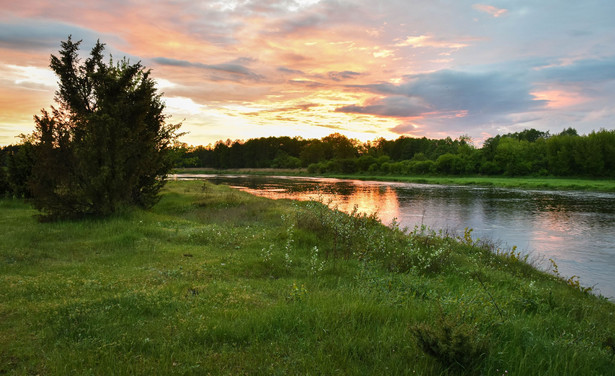 Narew