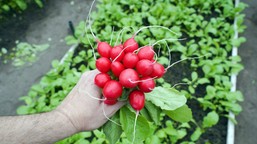 kiedy siać rzodkiewkę? co ile cm? jaką odmianę wybrać do ogrodu? to pewniak warzywnika