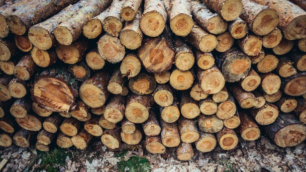 Wielkie zwolnienia w branży meblarskiej. Biznes apeluje o zmiany w Lasach Państwowych