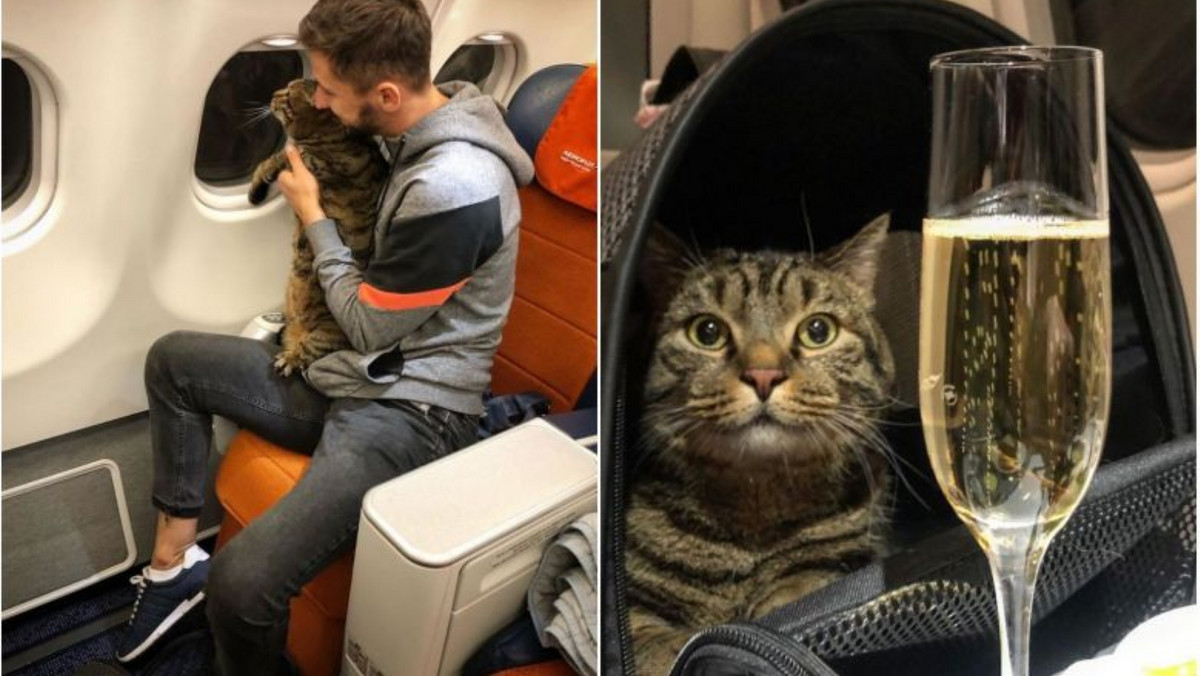 Nielegalnie zabrał na pokład kota, ale nie żałuje sporu z Aerofłotem