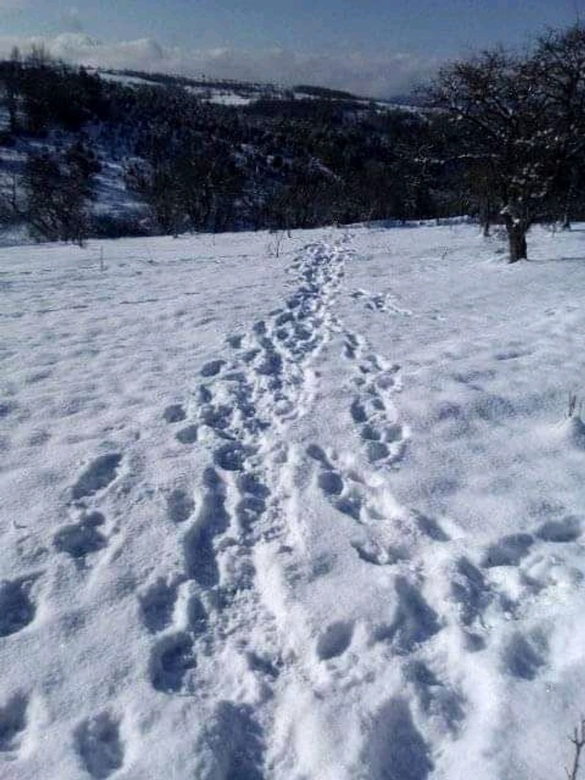 Tragovi mečke i mečića kroz Negbinu