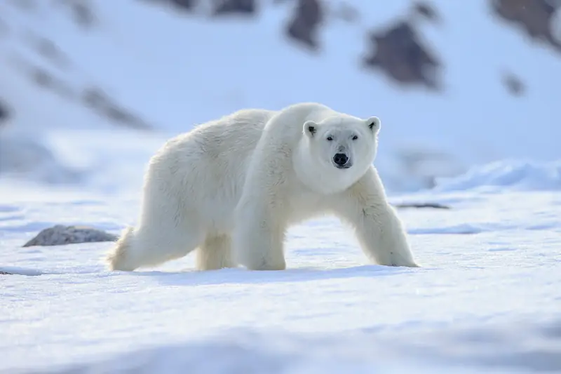 Niedźwiedź polarny