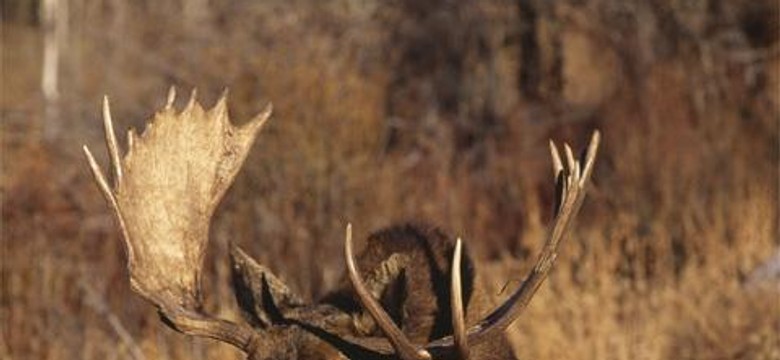 Podlasie: naukowcy badają gdzie łosie przechodzą przez drogi