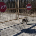 Naukowcy zbadali psy z Czarnobyla. Takiego eksperymentu jeszcze nie było