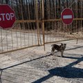 Naukowcy zbadali psy z Czarnobyla. Takiego eksperymentu jeszcze nie było