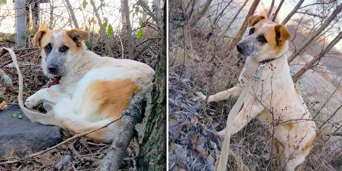 Porzucony na mrozie pies był przywiązany w lasku do drzewa.