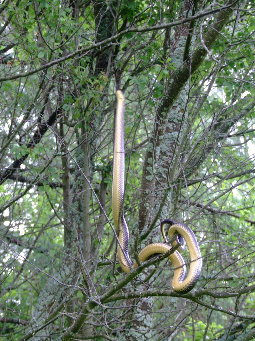 Przerażający widok w Bieszczadach. Na drzewie wił się gigantyczny wąż