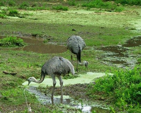 Galeria Argentyna - Delta rzek Parany i Urugwaju, fauna, obrazek 35