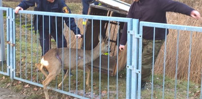 Strażnicy uratowali młodą sarnę