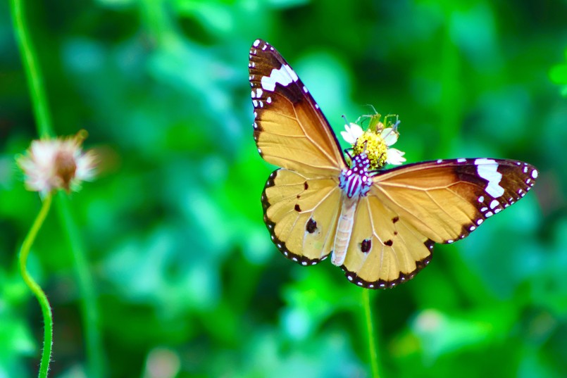 Quiz z przyrody przyrodniczy przyroda motyl łąka kwiaty Alappuzha,,Kerala,,India,June,5:,A,Beautiful,Butterfly,Is,Resting