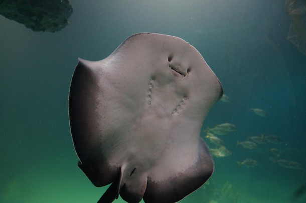 ZOO Wrocław Afrykarium Afryka zwierzęta oceanarium