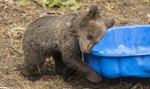 Miś z poznańskiego ZOO sprzedany za fortunę