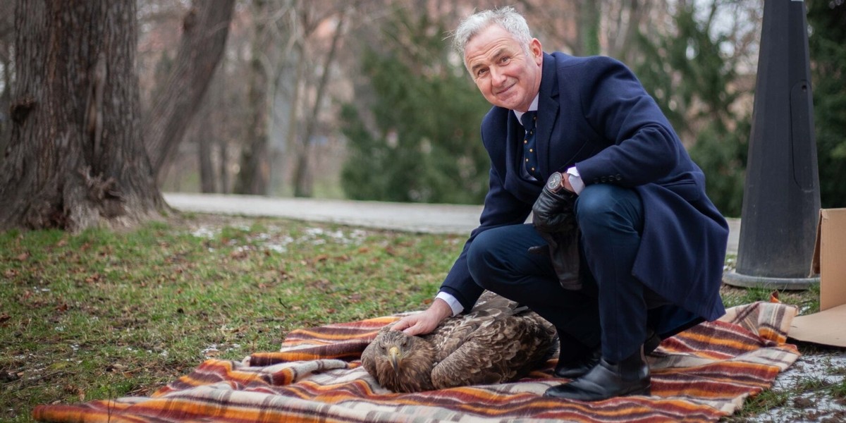 Burmistrz Brzegu Jerzy Wrębiak z chorym bielikiem. 