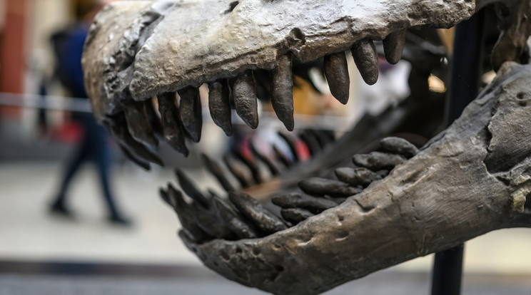Dinoszauruszok csontvázaira bukkant az ELTE kutatócsoportja /Illusztráció: Northfoto